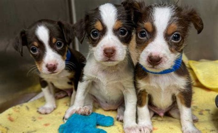 How do I stop my littermate puppies from fighting?