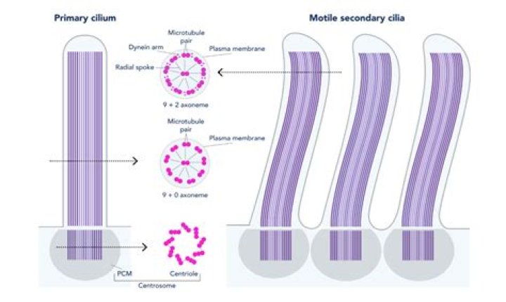 How do paramecium cilia move?
