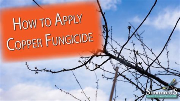 How do you apply copper fungicide to trees