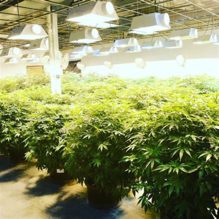How do you become a marijuana grower in California?