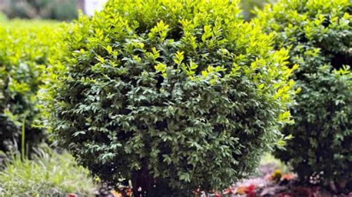 How do you care for variegated boxwoods
