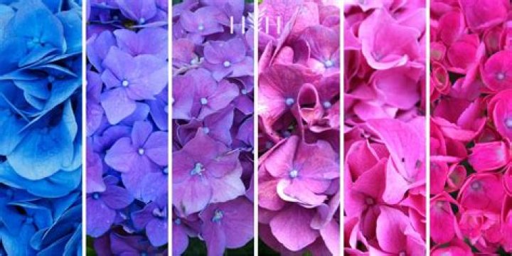 How do you change the color of a green hydrangea