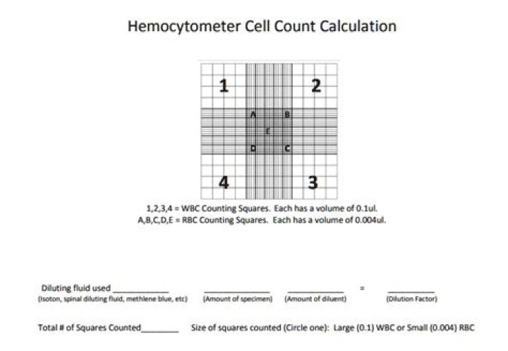 How do you count yeast cells in a hemocytometer?