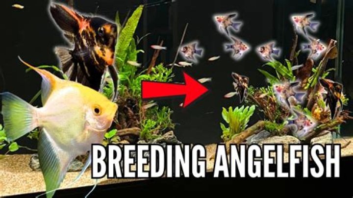 How do you encourage angelfish to breed?