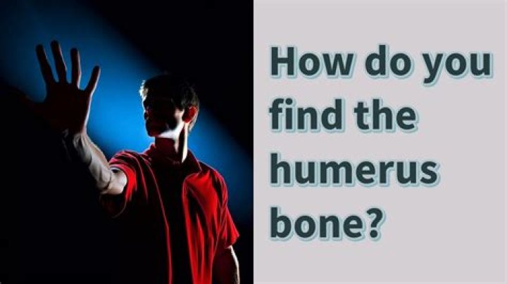 How do you find the humerus