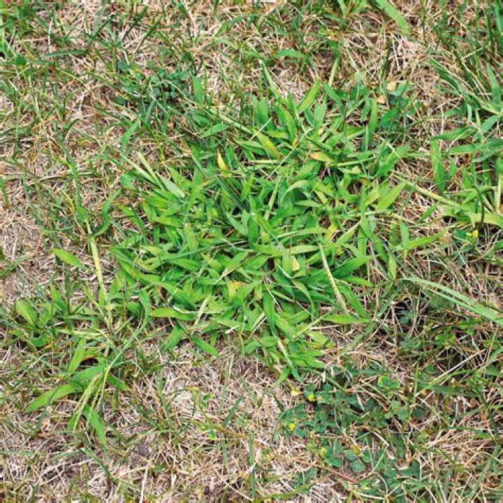 How do you get rid of crabgrass in a lawn?