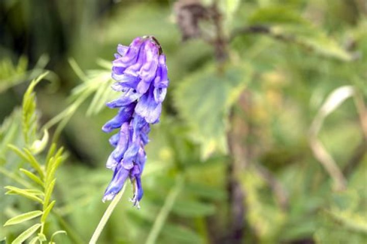 How do you get rid of purple sunburn