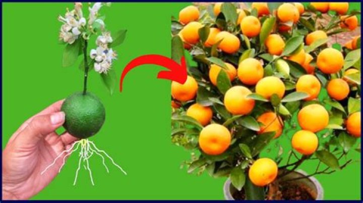 How do you grow an orange tree from seed indoors