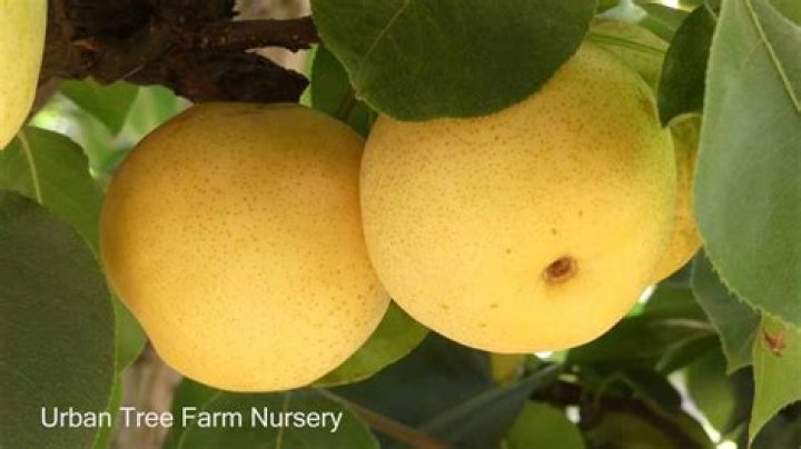 How do you grow Asian pear Shinseiki