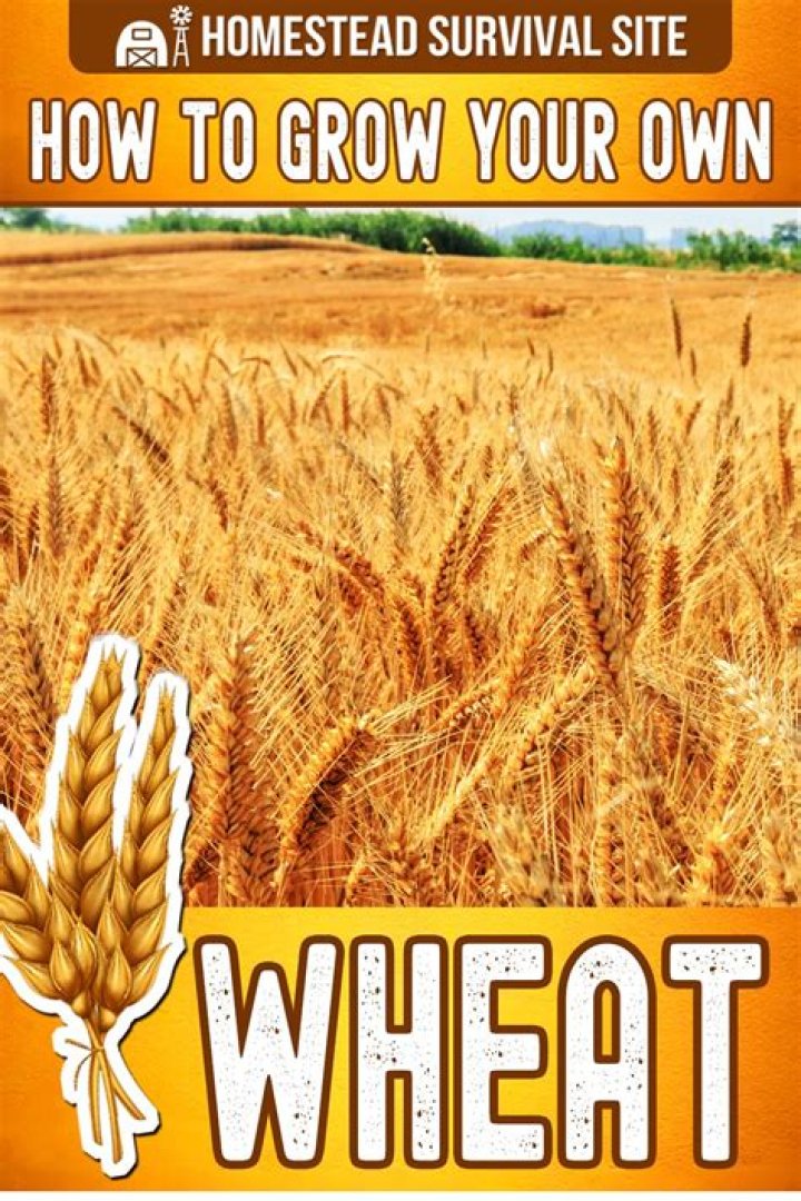 How do you grow your own wheat
