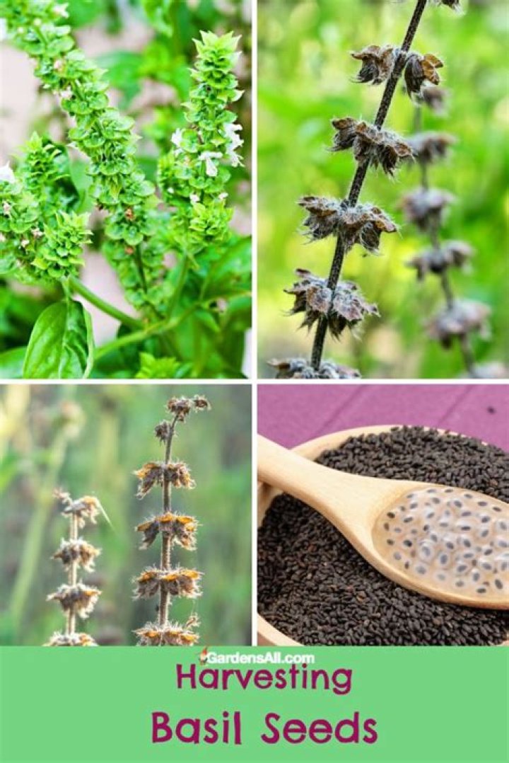 How do you harvest all herbs?