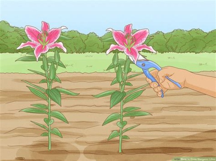 How do you keep Easter lilies blooming