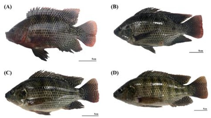 How do you know when whole tilapia is done?