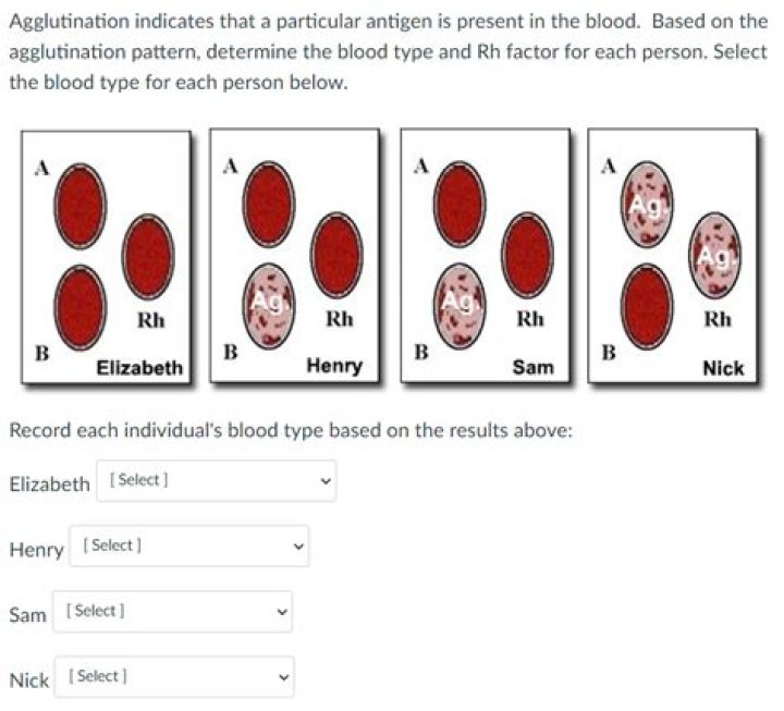 How do you make simulated blood for blood typing