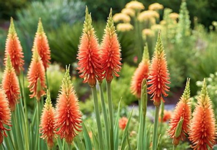 How do you plant kniphofia bulbs