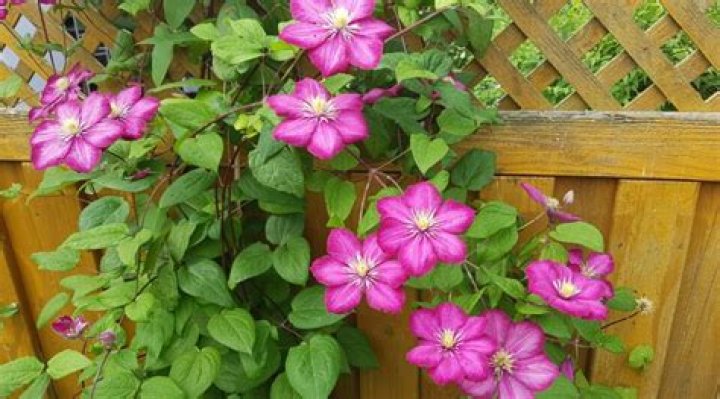 How do you propagate clematis armandii