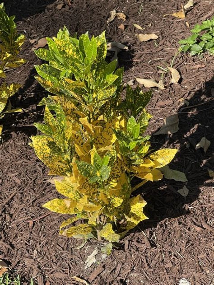 How do you propagate gold dust croton