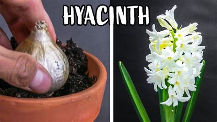 How do you propagate hyacinth bulbs