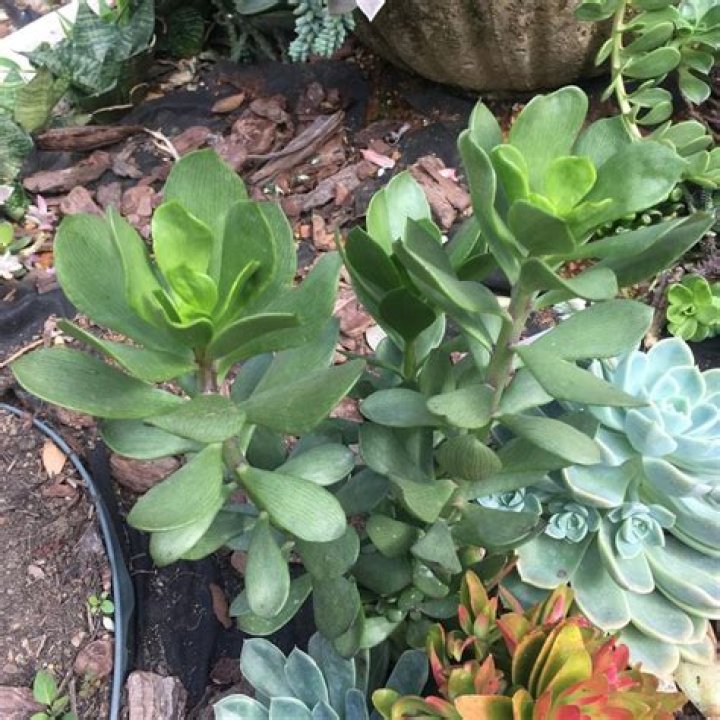 How do you propagate Senecio succulents