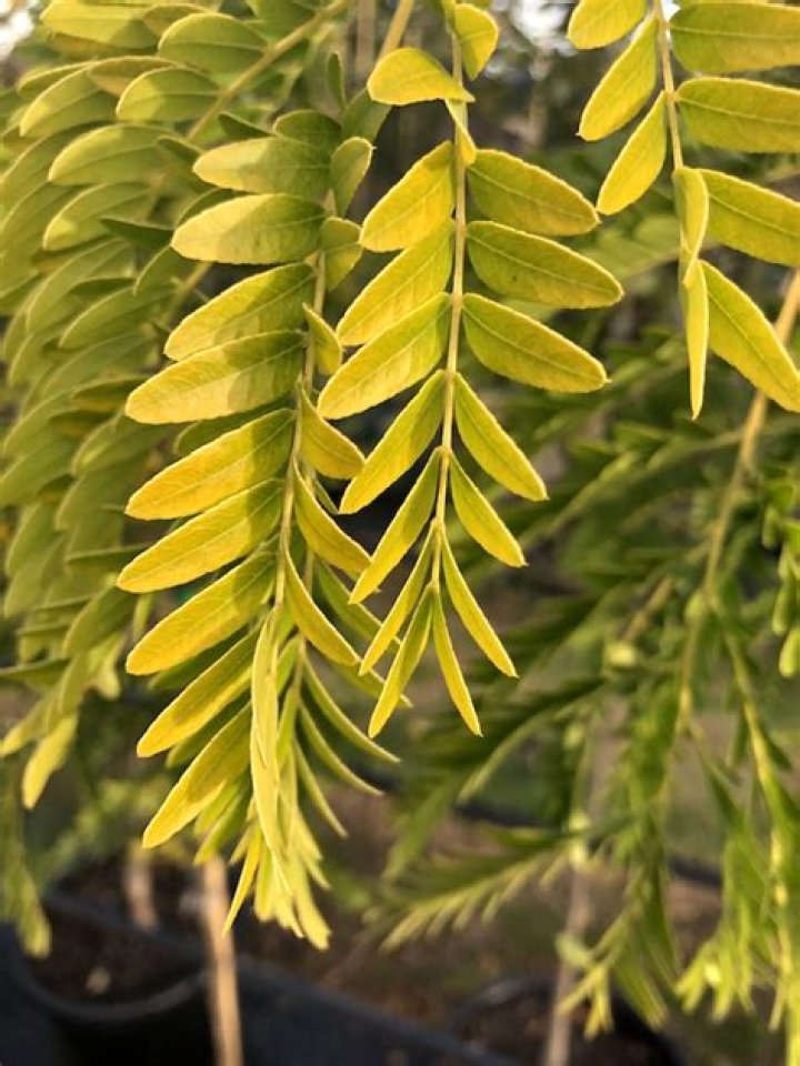 How do you prune a sunburst honey locust?