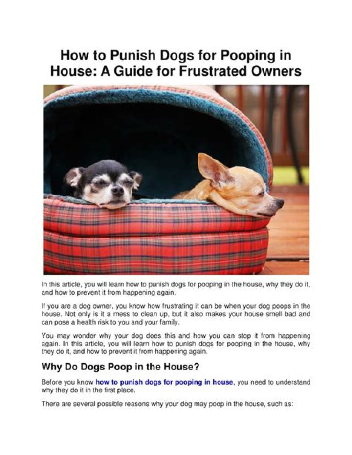 How do you punish a dog for destroying your house?