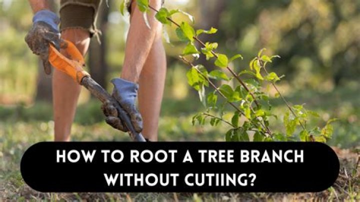 How do you root a tree branch without cutting it