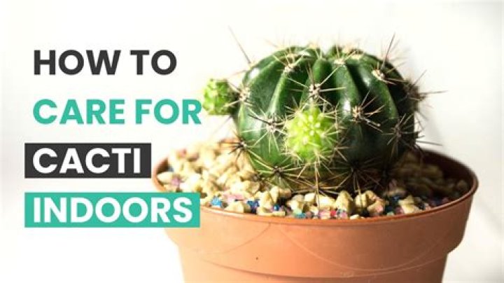 How do you take care of a spring cactus?
