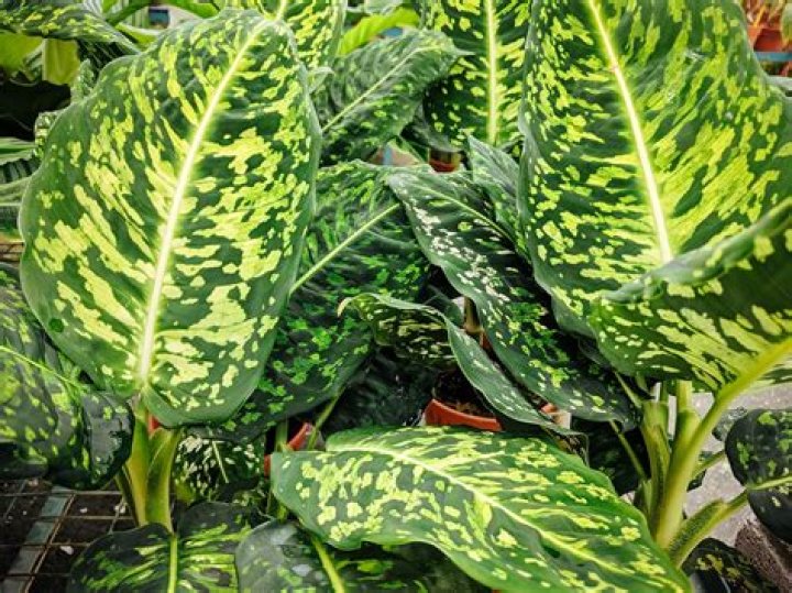 How do you take care of dieffenbachia exotica