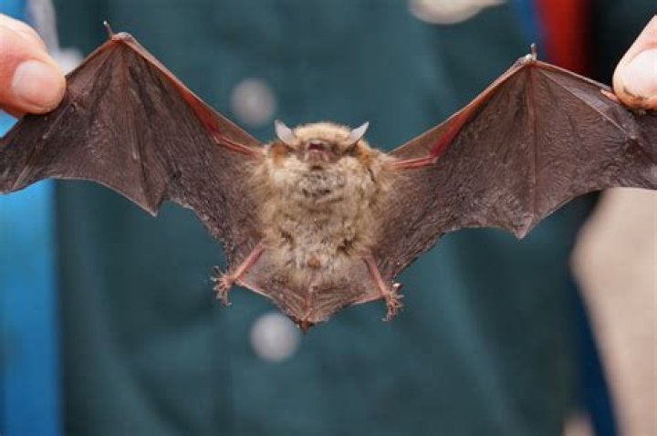 How do you tell a big brown bat from a little brown bat