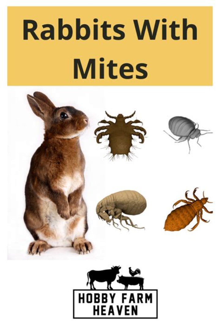 How do you treat Cheyletiella mites in rabbits?