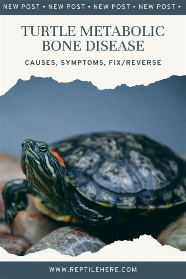 How do you treat metabolic bone disease in turtles?
