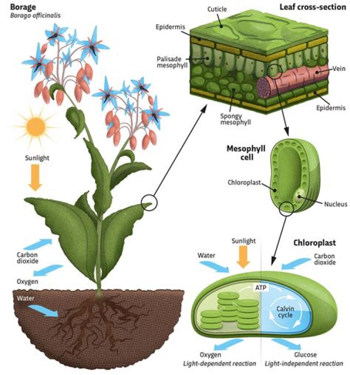 How does a pitcher plant photosynthesis?