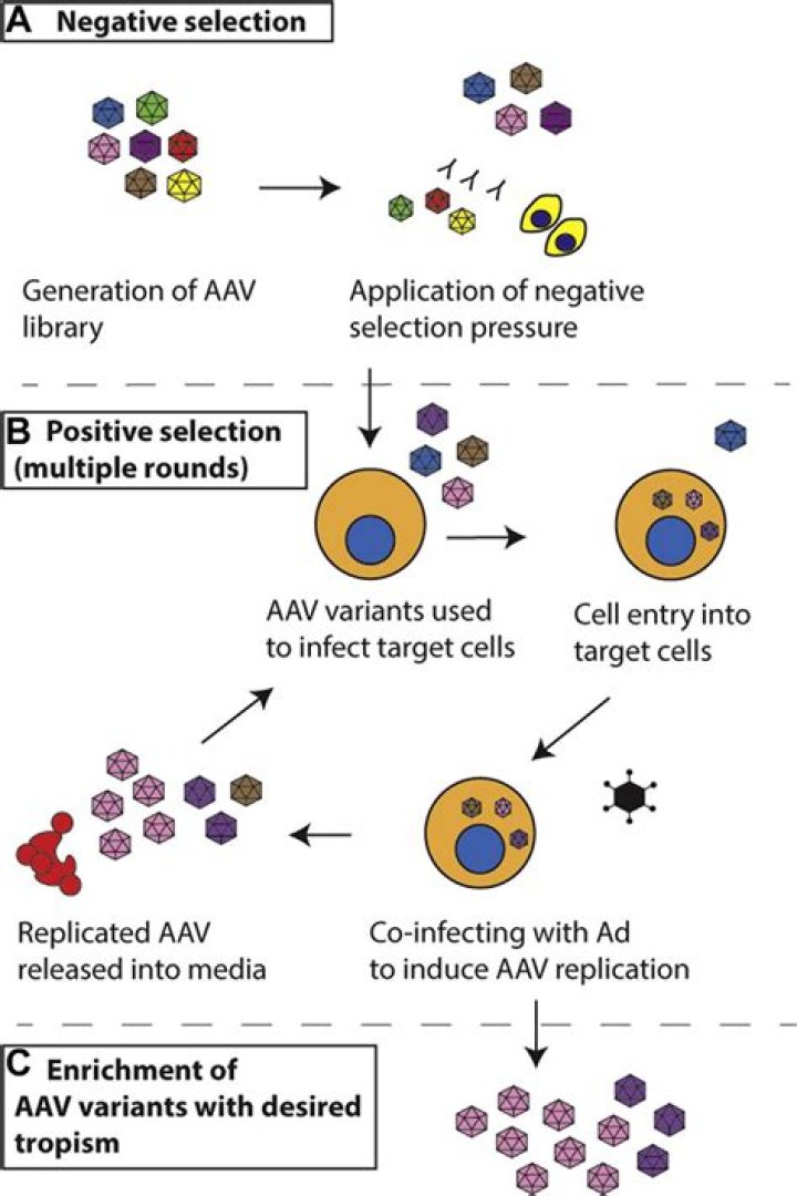 How does AAV target cells?