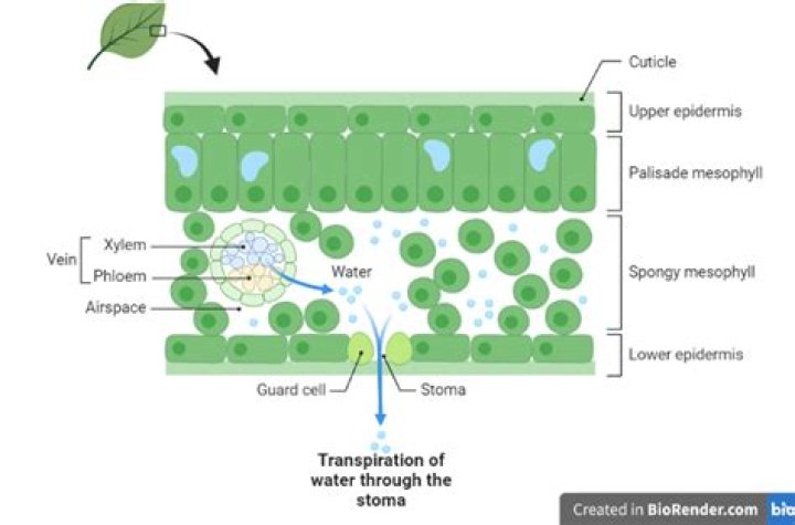 How does cuticular transpiration occur?