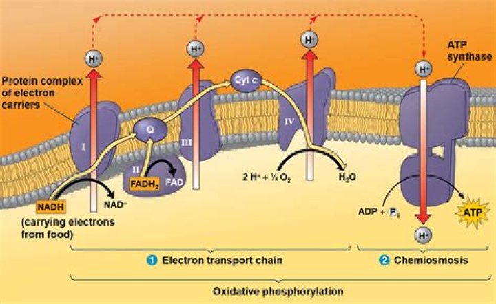 How does ph affect active transport