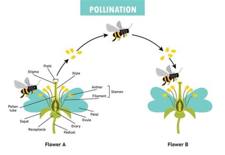 How does pollen help plants reproduce?