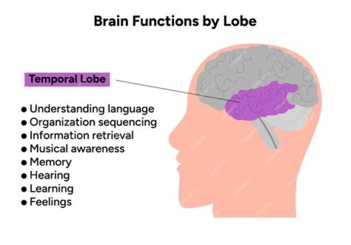 How does the temporal lobe affect behavior