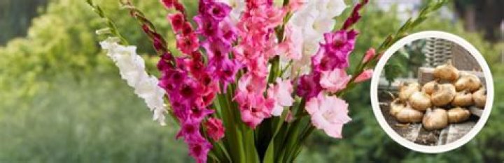 How far apart should I plant gladiolus bulbs