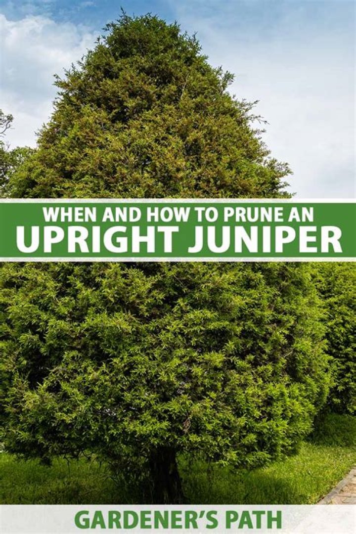 How far apart should junipers be planted?