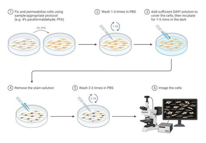 How fast do HEK cells grow?