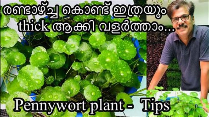 How fast does pennywort grow