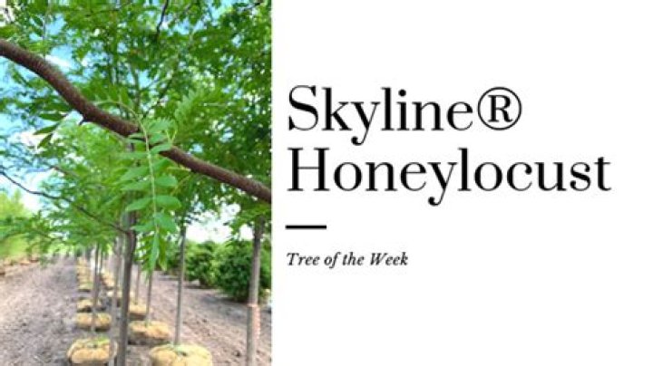 How fast does skyline Honeylocust grow?