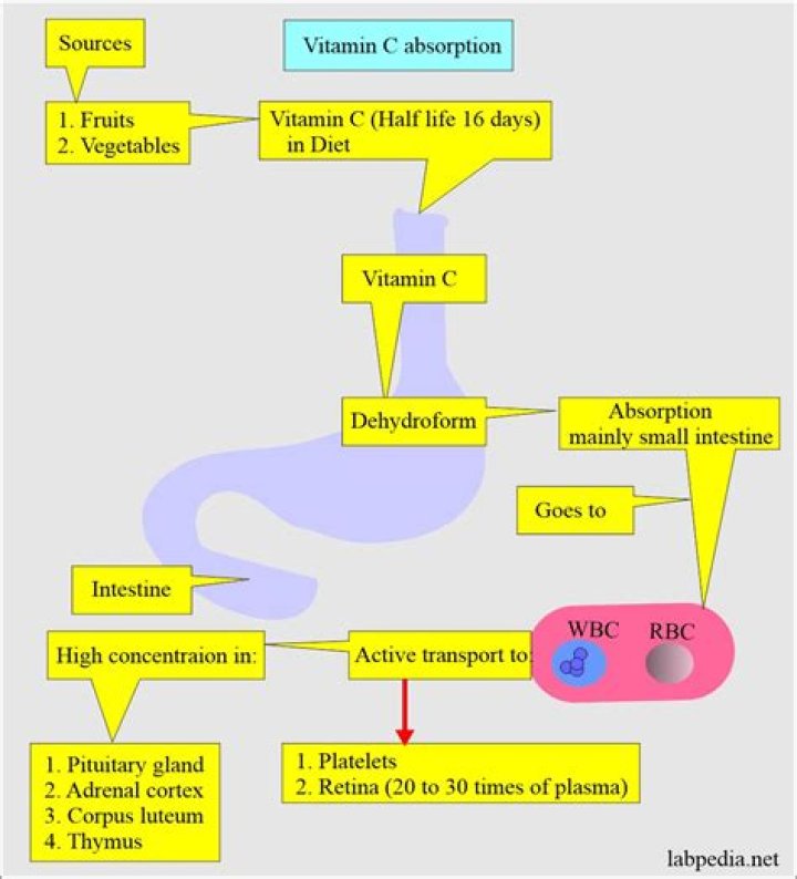 How fast is vitamin C absorbed?