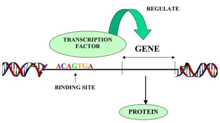 How genes are regulated transcription factors