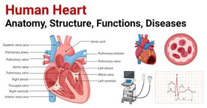 How is heart function regulated?