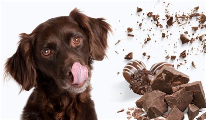 How long after eating chocolate will a dog die?