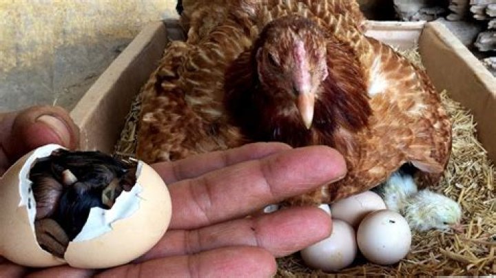 How long after the first chick hatches do the others hatch?