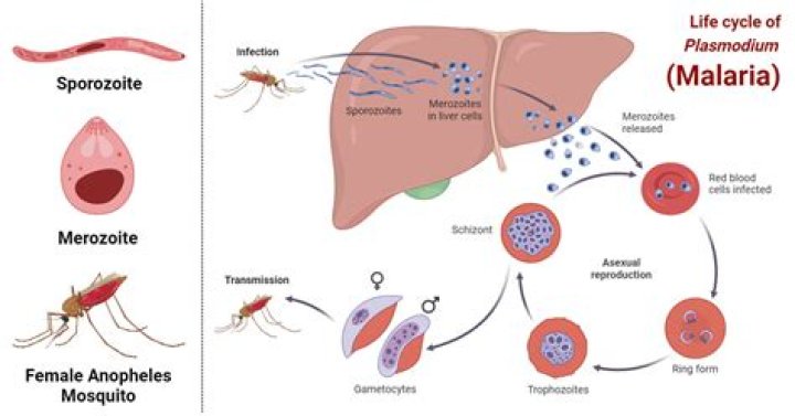 How long do malaria antibodies last?