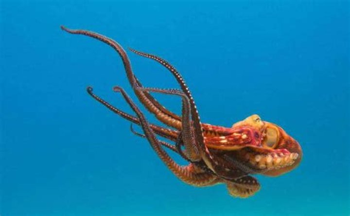 How long do octopus live in captivity?