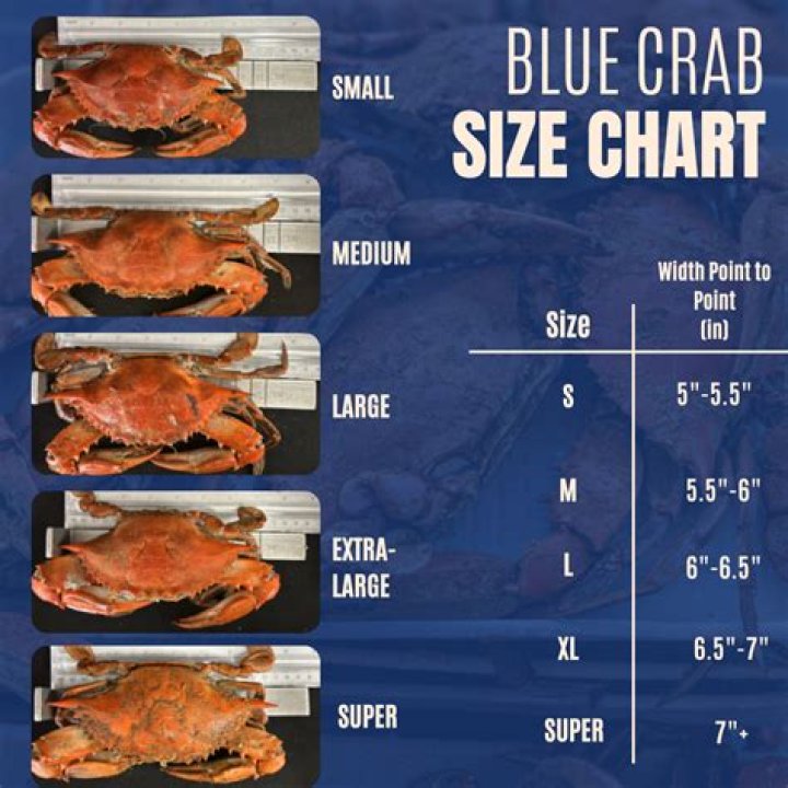 How long do you cook blue crabs for?
